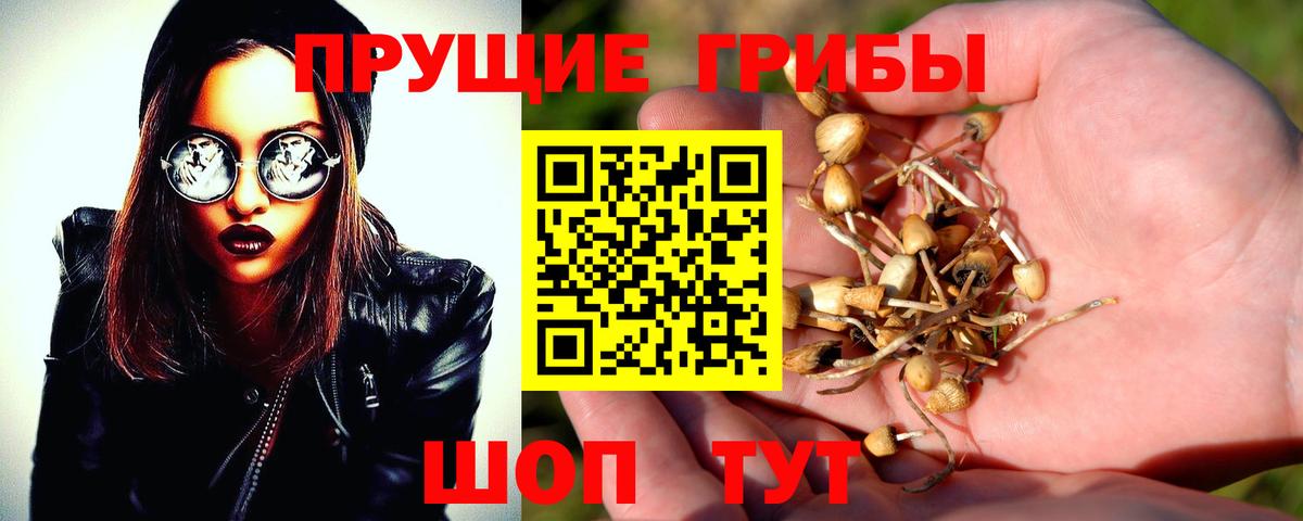 купить  сайты  Вход с VPN  Ессентуки  Псилоцибиновые грибы Psilocybine cubensis 